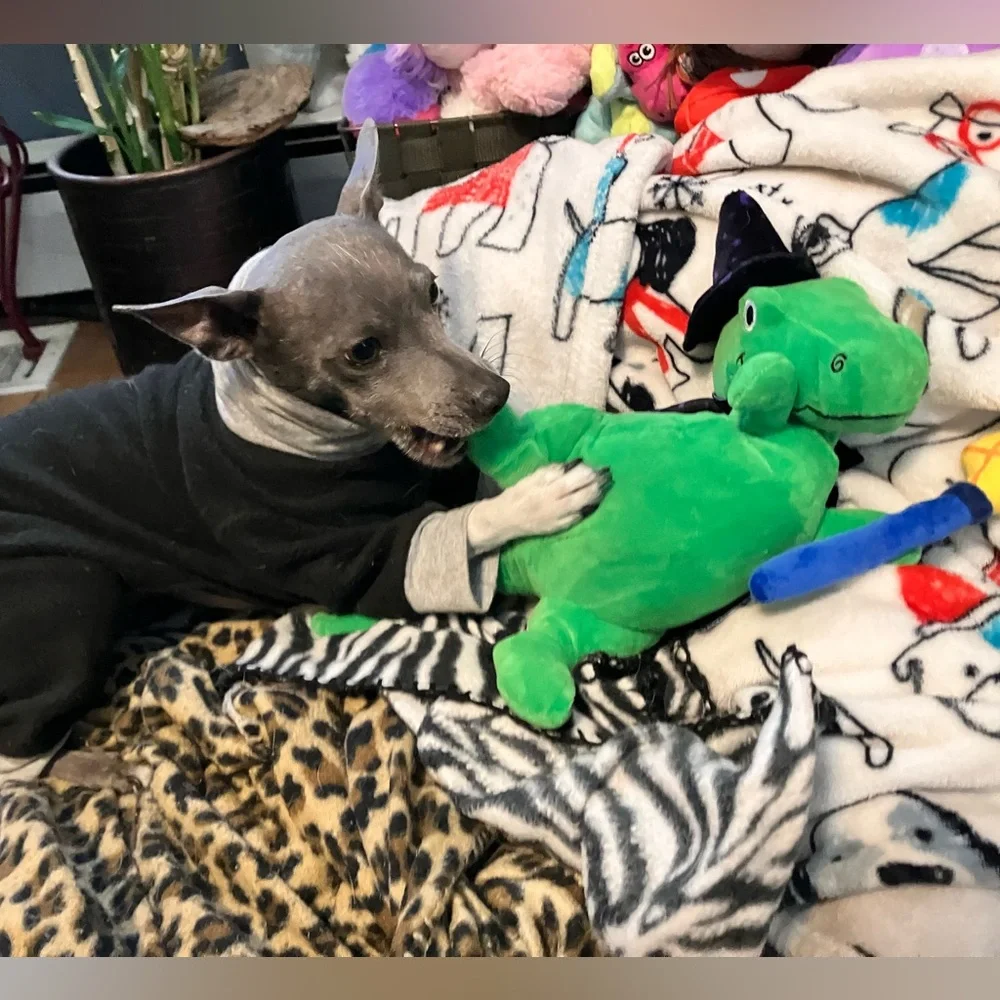 NWT FRINGE STUDIO “SPELL-A-SAURUS” HALLOWEEN T-REX PLUSH DOG TOY *LOUD SQUEAKER